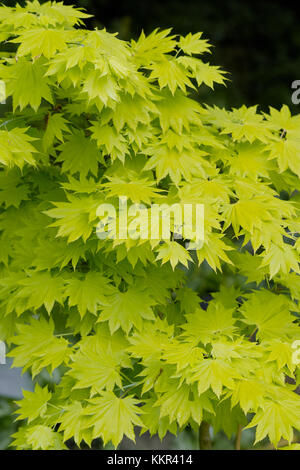 Yellow green leaves of a shrub called the Golden Shirasawa Maple also Golden Full Moon Maple (Acer shirasawanum Aureum syn. japonicum) Stock Photo