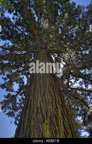 Gigantic sequoia, Sequoiadendron giganteum, island Mainau, Lake of Constance, Germany Stock Photo