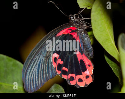 Butterfly, Papilio rumanzovia, island Mainau, Baden-Wurttemberg, Germany, Europe Stock Photo