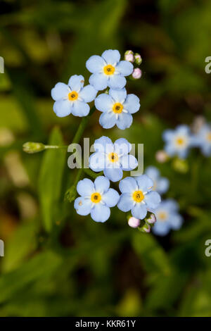 Forest forget-me-not, Myosotis sylvatica, Murnau, Bavaria, Germany Stock Photo