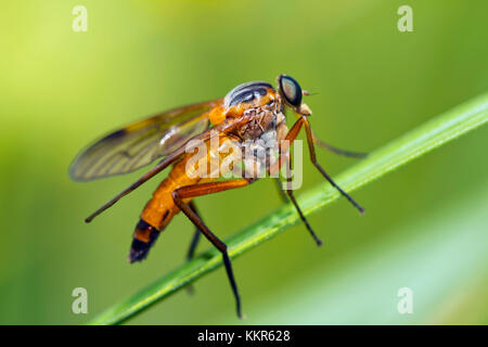 yellow snipe fly, Rhagio tringarius, Murnau, Bavaria, Germany Stock Photo