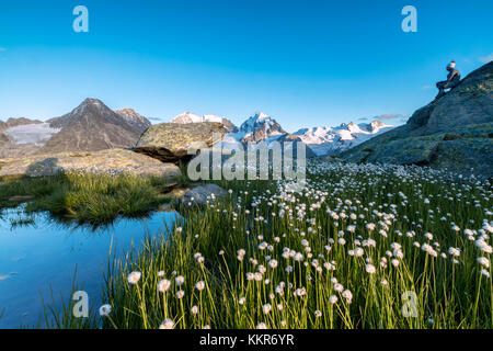 Hiker on rocks admires the blooming of cotton grass Fuorcla Surlej St. Moritz Canton of Graubünden Engadine Switzerland Europe Stock Photo