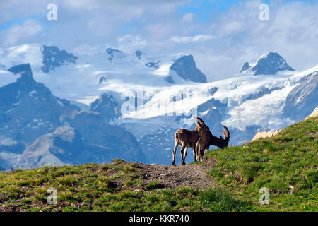 Ibexes eating grass,ayas valley, Aosta Valley, Italy Stock Photo