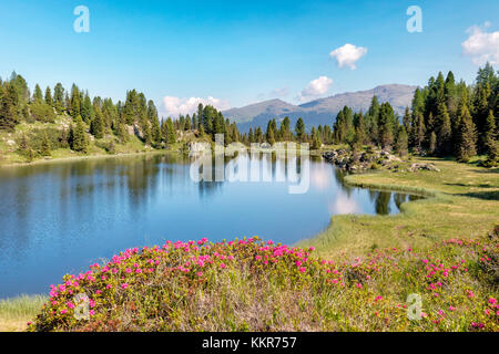 Europe, Italy, Trentino, Trento, Lagorai chain, the Colbricon lakes in summer with rhododendron flowering and mountain reflected on the water Stock Photo