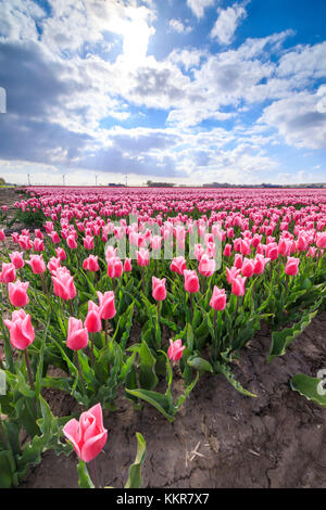 Rows of pink tulips in the fields of Oude-Tonge during spring bloom Goeree-Overflakkee South Holland The Netherlands Europe Stock Photo