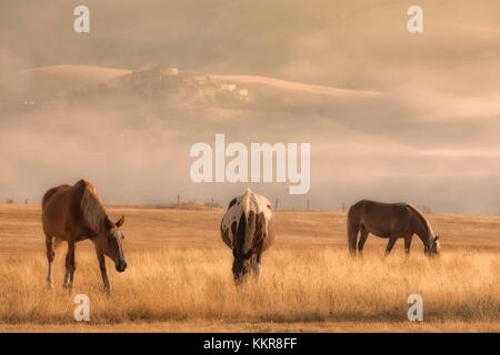 Europe,Italy,Umbria,Perugia district,Castelluccio di Norcia. Horses at sunrise Stock Photo