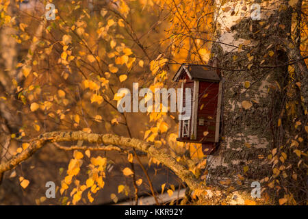 Old red birdhouse with birch tree trunk and autumn yellow leaves Stock Photo