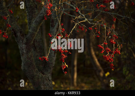 Red rowan berries on dark nature background Stock Photo