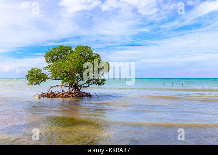 The beach at Cayo Jutias in the northern of Cuba Stock Photo