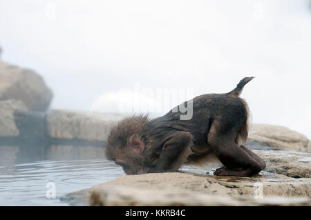 Japanese macaque or snow japanese monkey in onsen (Macaca fuscata), baby drinking, Japan Stock Photo