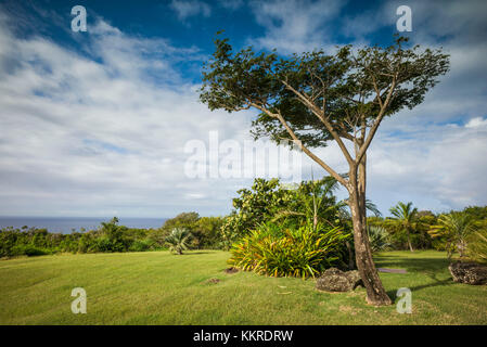 St. Kitts and Nevis, Nevis, Cole Hill, field Stock Photo