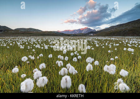 Sunrise on fields of cotton grass, Gavia Pass, Valfurva, Valtellina, Lombardy, Italy Stock Photo