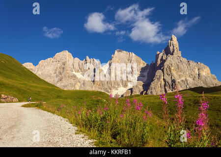 Blooming Willowherb flowers (Epilobium), Pale di San Martino Dolomites, Rolle Pass, Trento province, Trentino Alto Adige, Italy, Europe Stock Photo