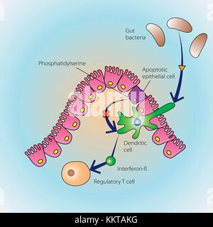 The process of epithelial cells dying in regulation of the immune system, vector medical illustration Stock Vector
