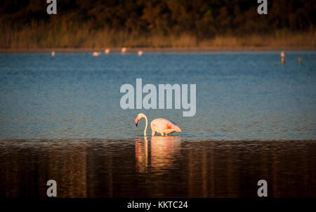 Pink flamingo at sunset in the pond Notteri, Sardinia, Italy. Stock Photo