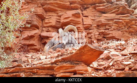 Desert bighorn sheep on a mountainside in the Grand Canyon. Stock Photo