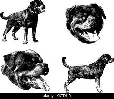 rottweiler dog sketch illustration - vector Stock Vector