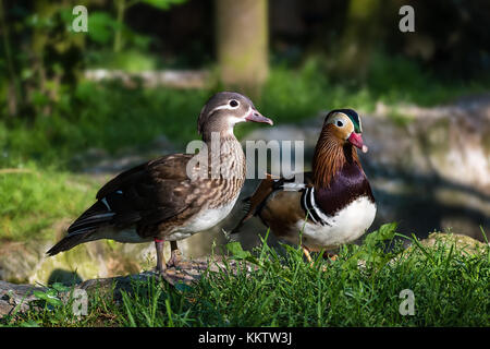 Pair of Mandarin ducks (aix galericulata) in the green grass – closeup Stock Photo