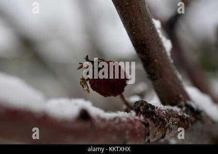 Lonely, little apple bud all shriveled up in late fall. Taken on November 21, 2017 at 1:00 P.M. Stock Photo