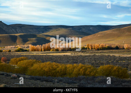 Autumn Trees near El Calafate, Patagonia, Argentina, South America Stock Photo