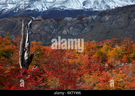 Lenga trees in autumn, near El Chalten, Parque Nacional Los Glaciares, Patagonia, Argentina, South America (MR)
