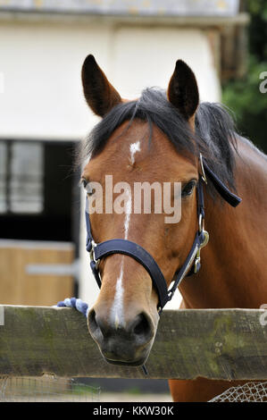 A horse looking over the gate of a stable worth ears pricked and looking into the camera. Equestrian and equine stabling and care of horses, livery. Stock Photo