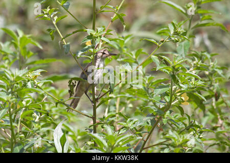 Australian reed warbler foraging in swamp vegetation in Queensland Australia Stock Photo