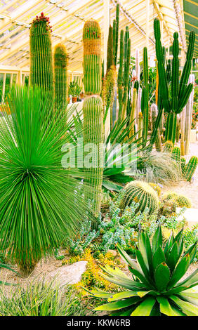 Plants typical of the desert areas grown in a greenhouse. Stock Photo