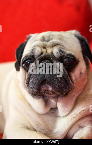 the sweet nose of a small pug Stock Photo