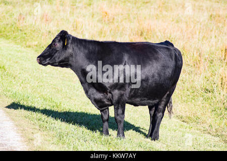 Handsome Black Angus Cow with shadow standing in pale green field  near road - closeup Stock Photo