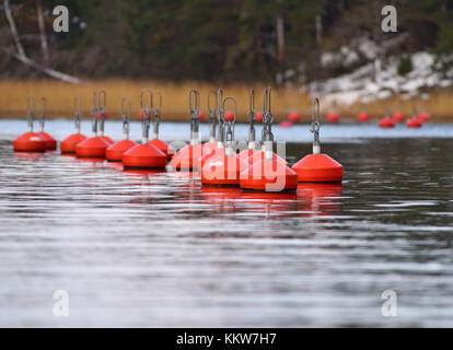 Group of bright red buoys floating in the natural harbor on the coast of Baltic Sea in Inkoo archipelago on late autumn colda nd over cast day with sn Stock Photo