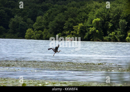 Great blue heron landing on water Stock Photo