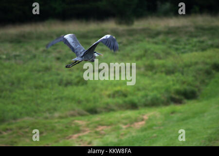 Great blue heron flying over land Stock Photo