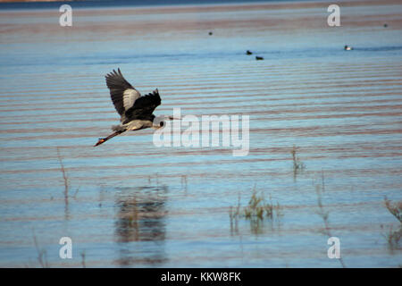 Heron in flight over water Stock Photo