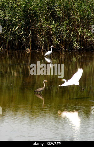 Egrets in Romania's Danube Delta Stock Photo