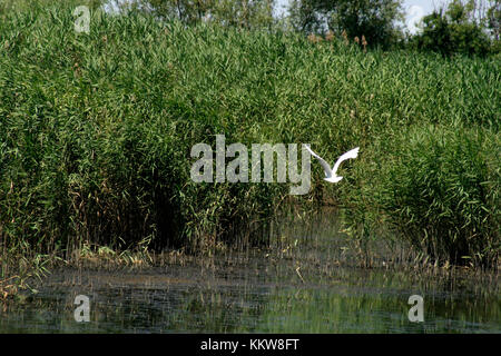 Egret flying in Romanian's Danube Delta Stock Photo