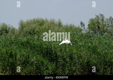 Egret flying in Romanian's Danube Delta Stock Photo