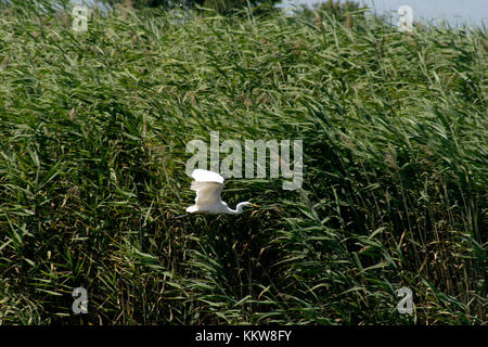 Egret flying in Romanian's Danube Delta Stock Photo