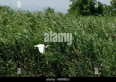 Egret flying in Romanian's Danube Delta Stock Photo
