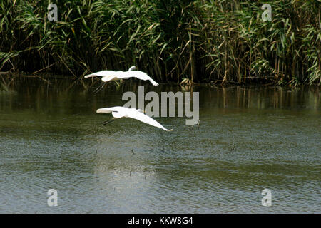Egrets flying in Romanian's Danube Delta Stock Photo