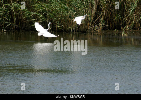 Egrets flying in Romanian's Danube Delta Stock Photo