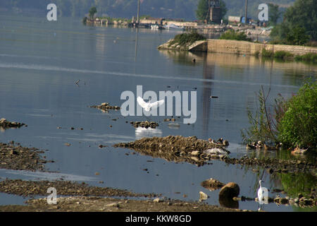 Egrets on dirty shore of Danube in Romania Stock Photo