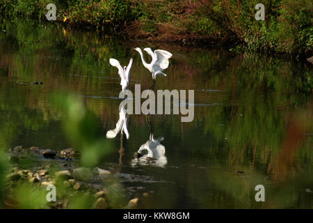 Couple of egrets during courtship Stock Photo