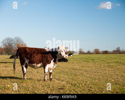 brown and white cow close up sign view green grass land diary; essex; england; uk Stock Photo