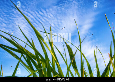 Summer by sea. Seaside grass and seagulls in blue sky. Shooting through mesh of grass Stock Photo