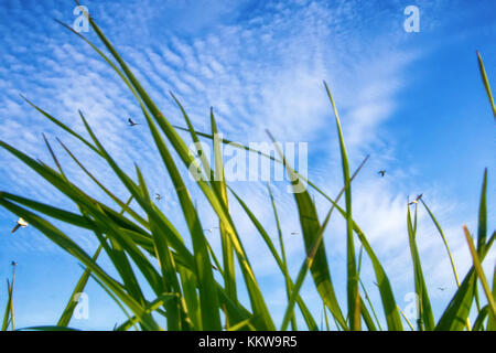 Summer by sea. Seaside grass and seagulls in blue sky. Shooting through mesh of grass Stock Photo