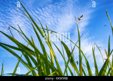 Summer by sea. Seaside grass and seagulls in blue sky. Shooting through mesh of grass Stock Photo