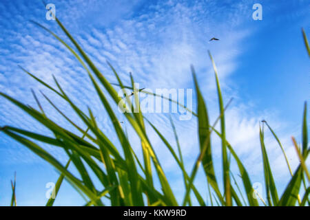 Summer by sea. Seaside grass and seagulls in blue sky. Shooting through mesh of grass Stock Photo