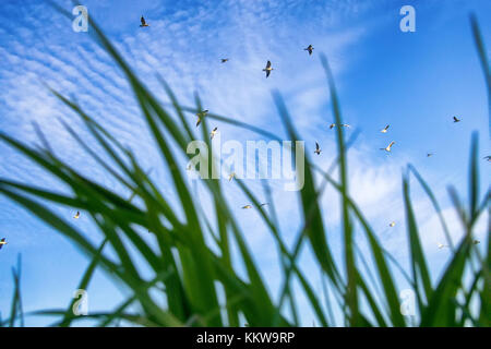 Summer by sea. Seaside grass and seagulls in blue sky. Shooting through mesh of grass Stock Photo