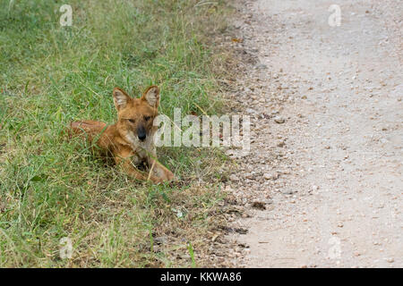 Indian Wild dog aka Indian dhole sitting in pench national park during a wildlife safari Stock Photo